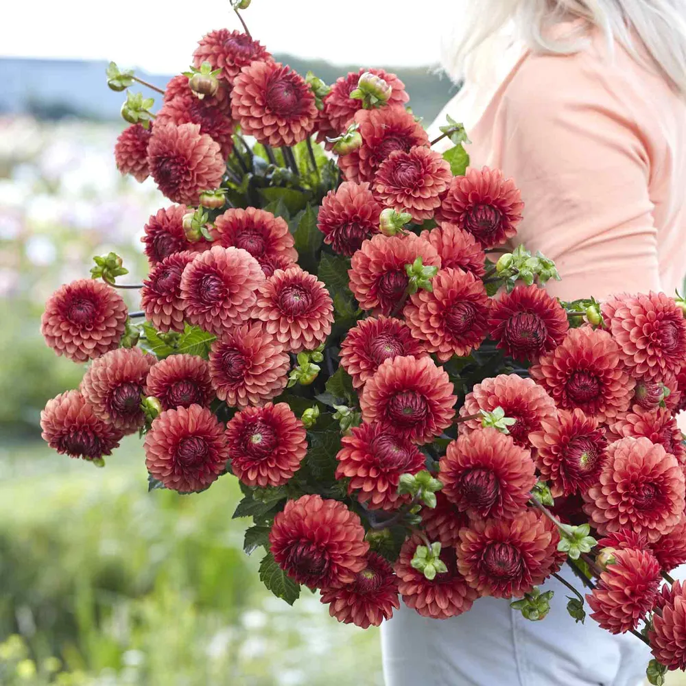 VEGSOW Brown Sugar Decorative Dahlia Tubers - Large Flowering Garden Plants