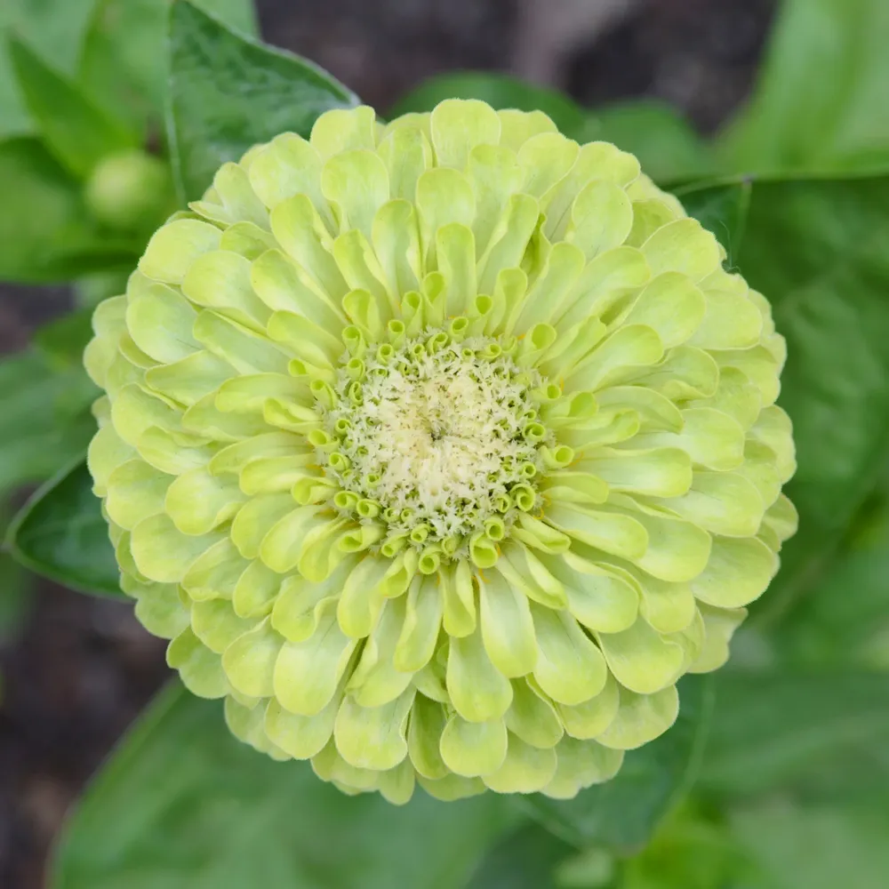 VEGSOW Queeny Lime Zinnia Seeds - Heirloom Annual Flower Seeds