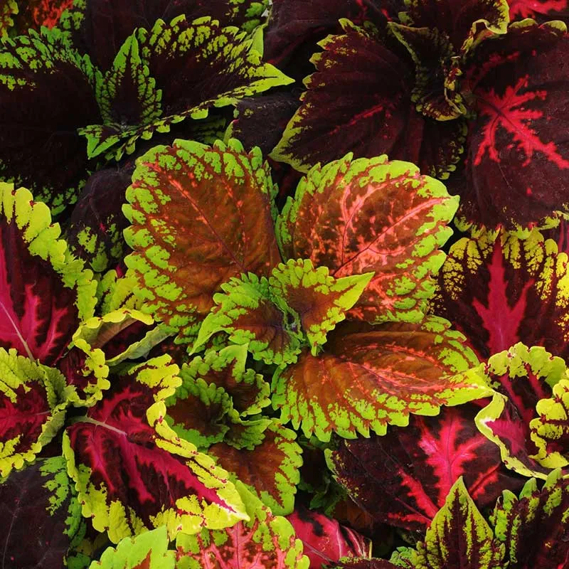 VEGSOW Kong Empire Mix Coleus Seeds - Vibrant Ornamental Foliage