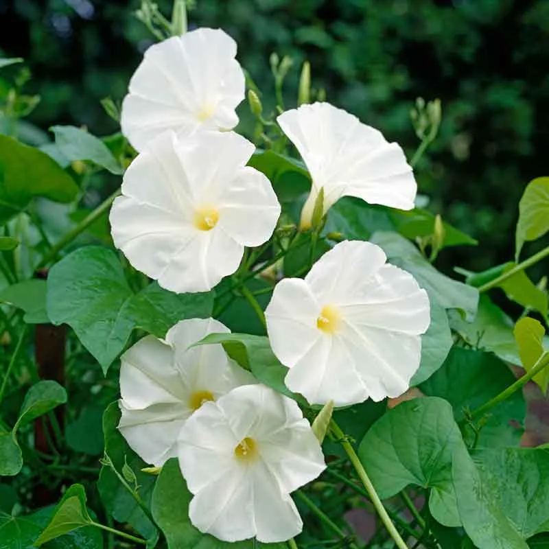 VEGSOW Morning Glory Seeds - Pearly Gates Heirloom Climbing Vine