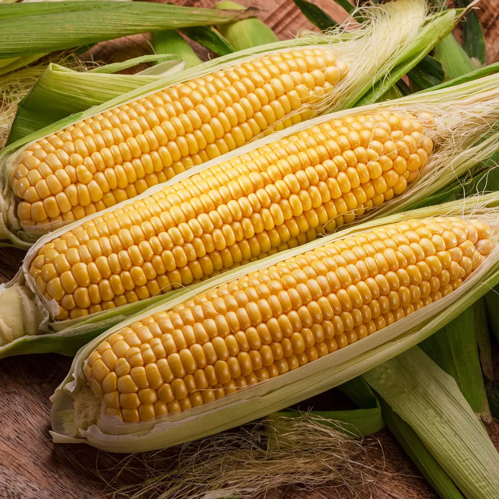 VEGSOW Bodacious Sweet Corn Seeds - High Germination Hybrid Vegetable Seeds