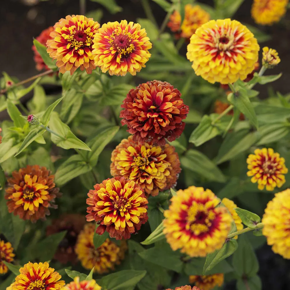 Macarenia Zinnia Seeds - Tall Flowering Annuals
