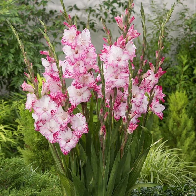 VEGSOW Gladiolus Flower Bulbs - My Love Variety