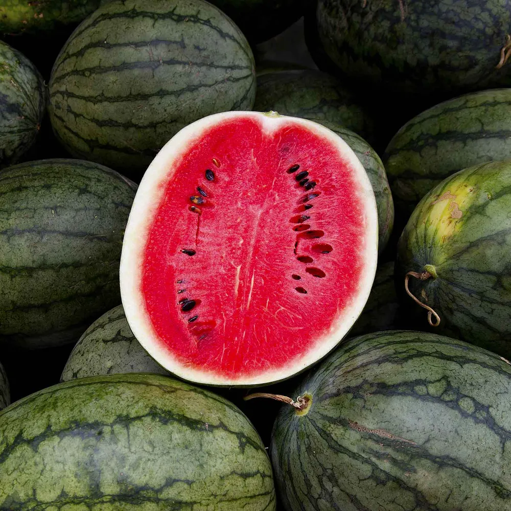 VEGSOW Black Diamond Watermelon Seeds - Heirloom Variety