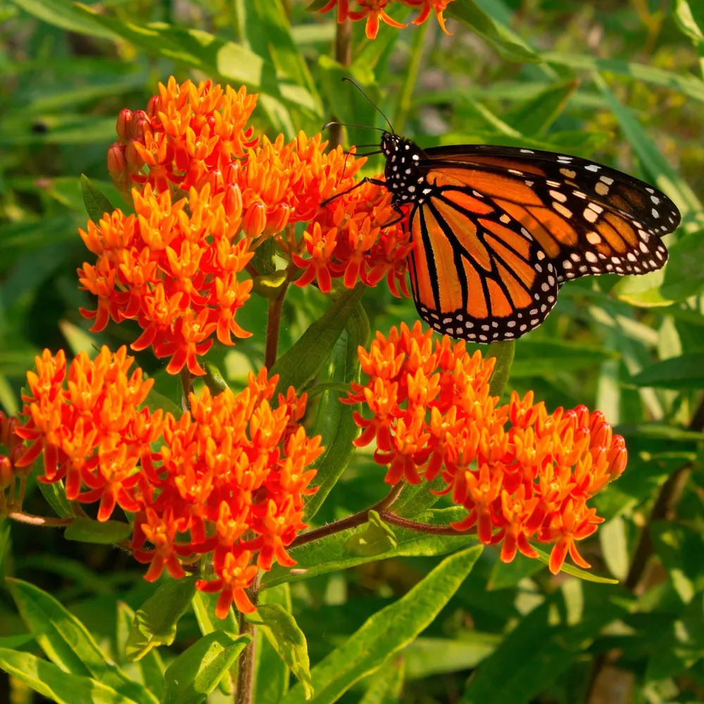 VEGSOW Butterfly Milkweed Roots - Asclepias tuberosa Native Perennial Bare Root