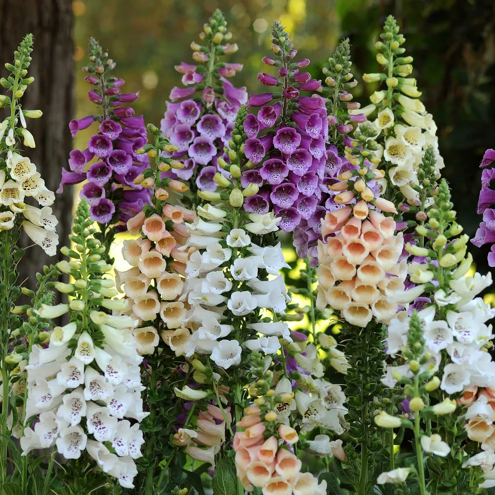 VEGSOW Dalmatian Mix Foxglove Seeds - Digitalis Purpurea
