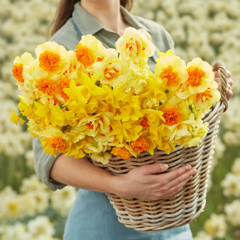VEGSOW Daffodil Bulbs - Mimosa Mix