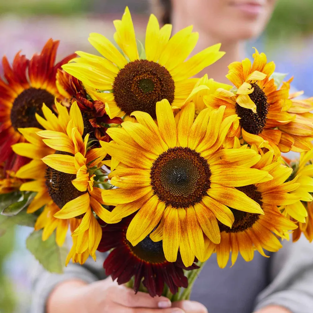 VEGSOW Evening Sun Sunflower Seeds - Heirloom Annual Garden Variety