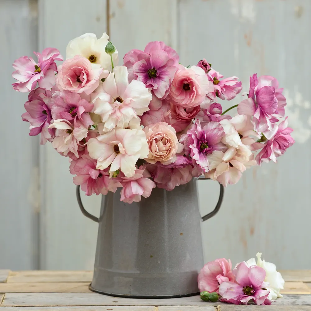 VEGSOW Ranunculus Bulbs - Butterfly Pink Pastel Mix