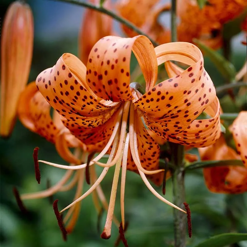 VEGSOW Tiger Lily Bulbs - Tigrinum Splendens Perennial Flower Bulbs