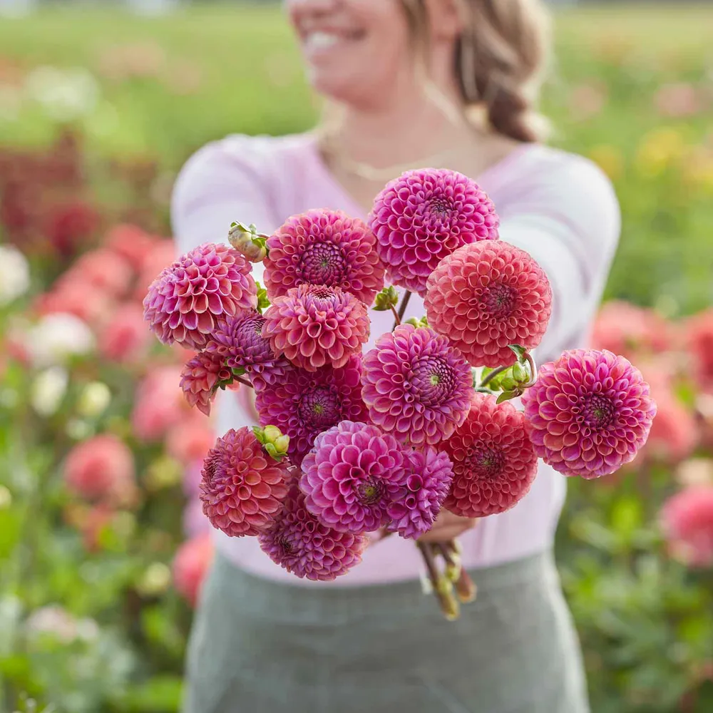 VEGSOW Dahlia Tubers (Ball) - Isabel