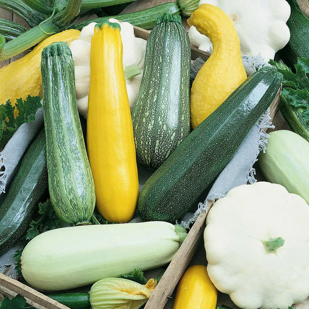 VEGSOW Squash Seeds (Summer) - Melody Blend