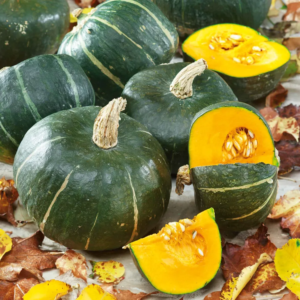 Burgess Buttercup Winter Squash Seeds