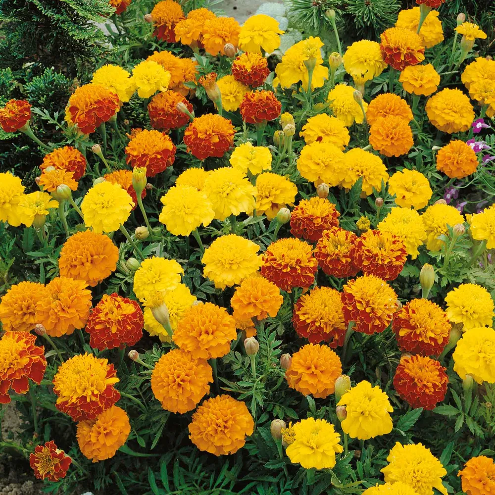 VEGSOW French Marigold Seeds (Dwarf) - Petite Mix