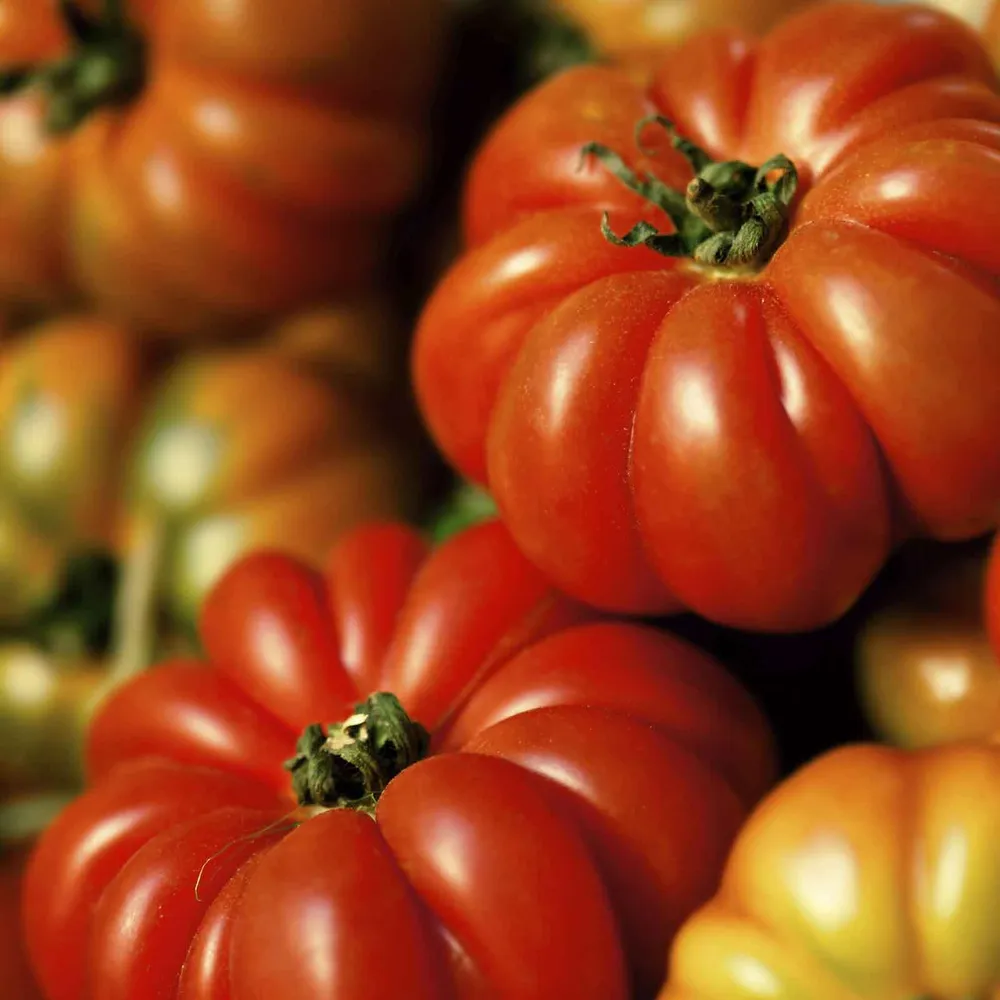 VEGSOW Costoluto Genovese Tomato Seeds - Heirloom Ribbed Variety