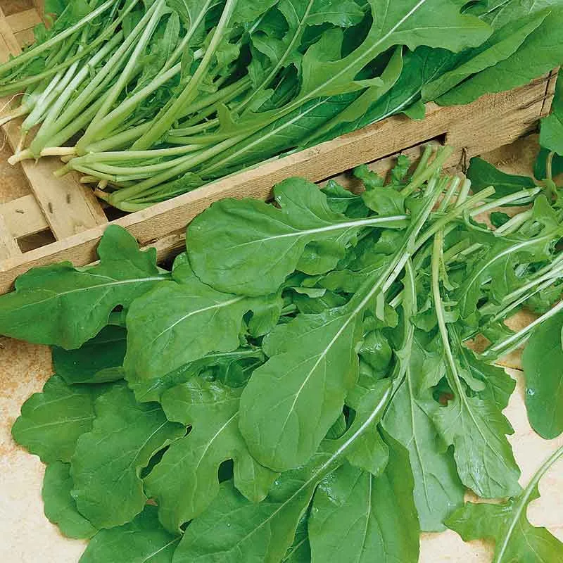 VEGSOW Organic Arugula Seeds - Rocket Sprouting Seeds