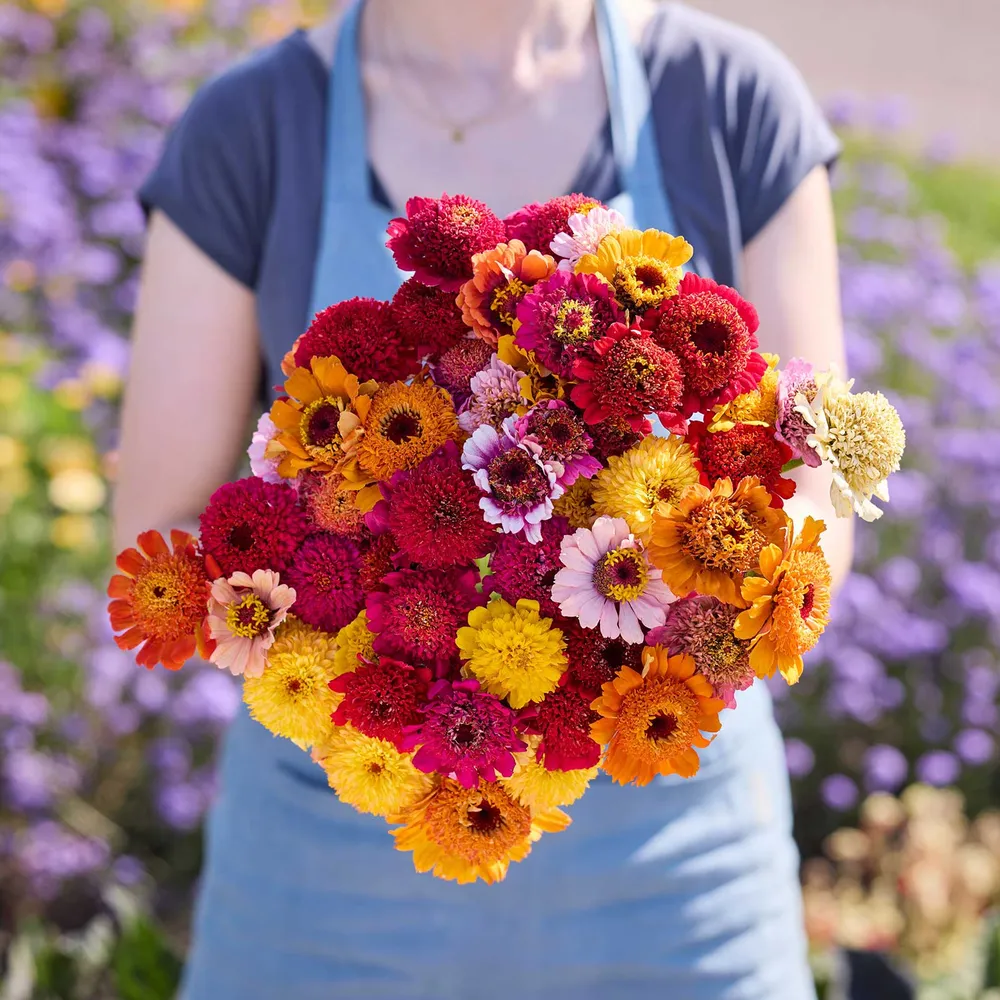 VEGSOW Crestar Fieldgrown Mix Zinnia Seeds - Tall Flowering Annuals