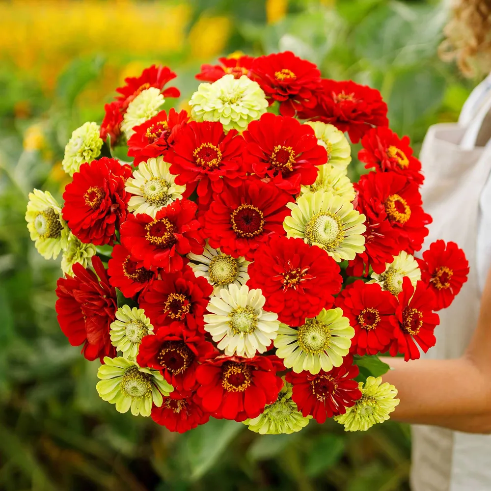 VEGSOW Zinnia Seeds - Christmas in July Mix
