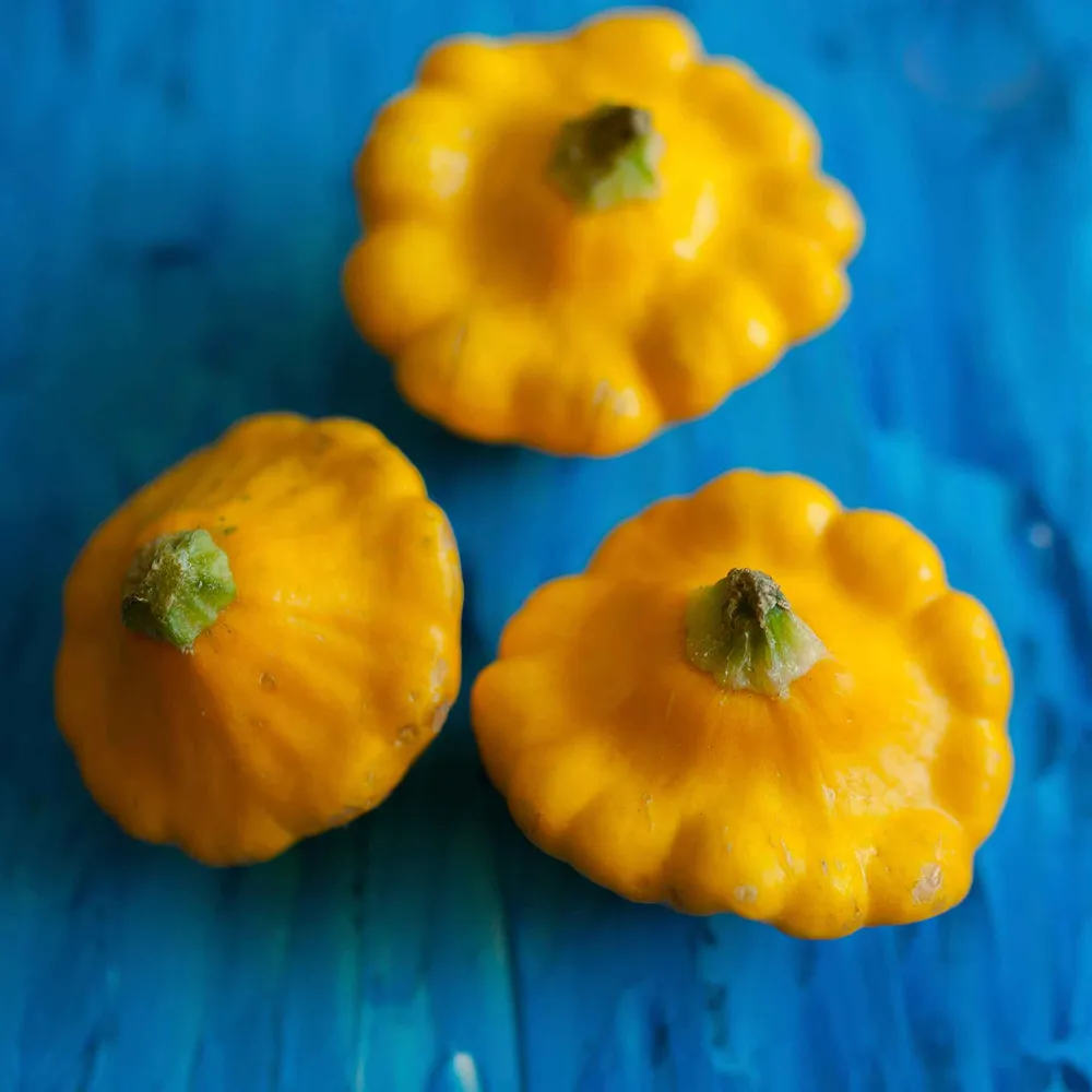 VEGSOW Scallop Yellow Bush Summer Squash Seeds - Productive Heirloom Variety