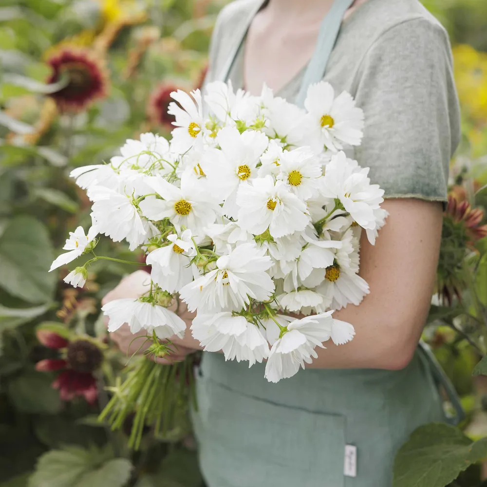 VEGSOW Psyche White Cosmos Seeds - Annual Flower Seeds for Pollinator Gardens