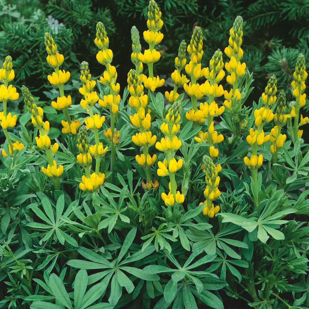 VEGSOW Annual Lupine Seeds - Golden Yellow