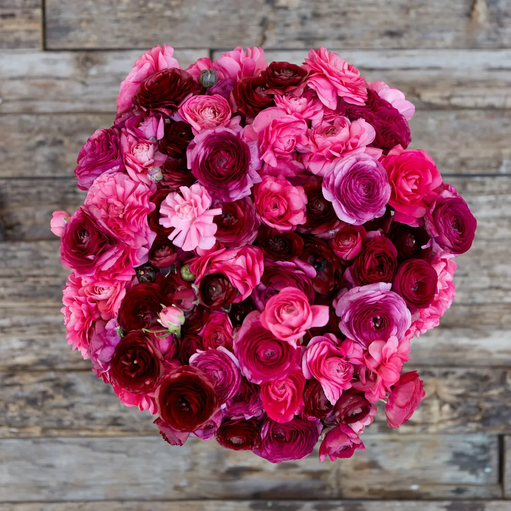 VEGSOW Ranunculus Bulbs - Vineyard Mix