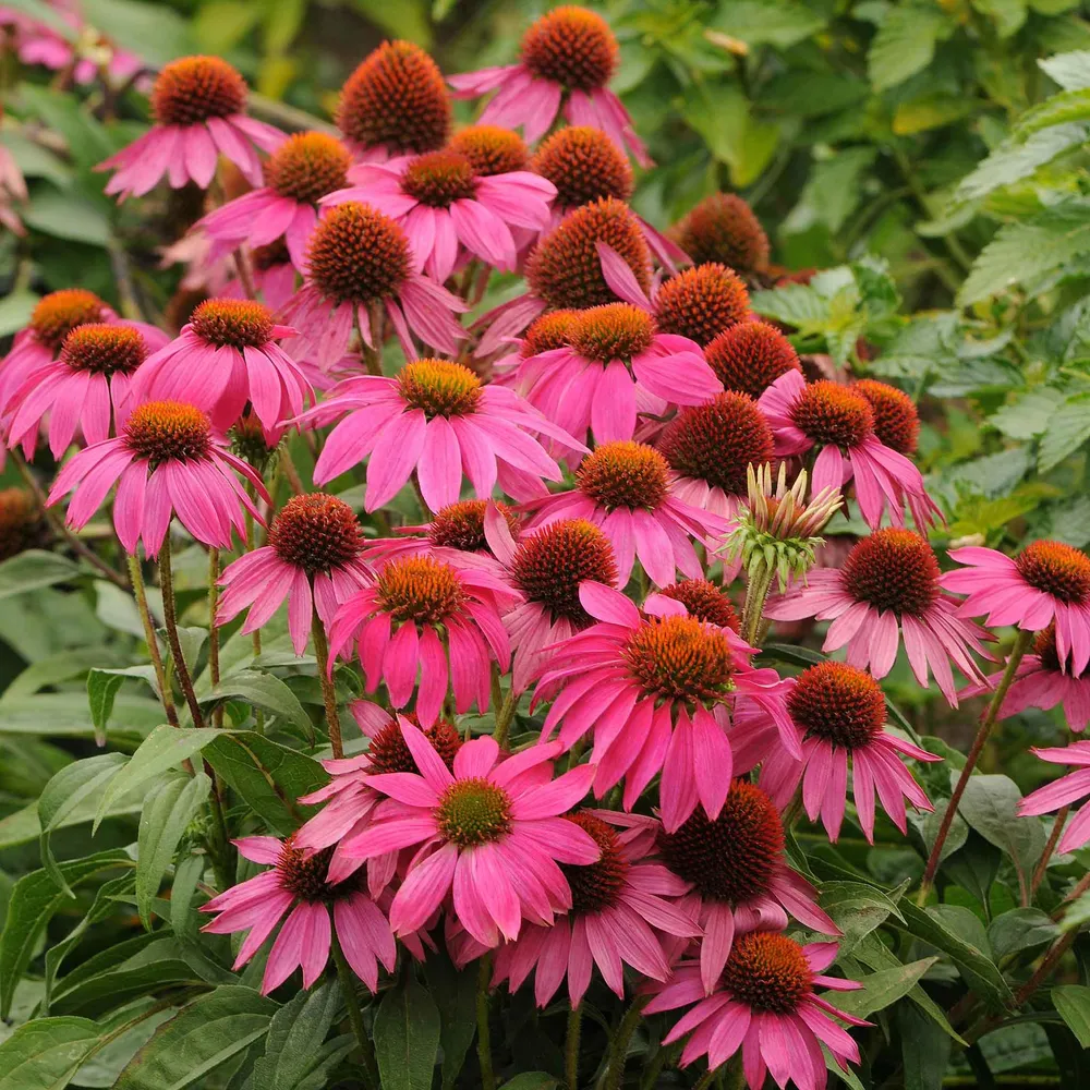 VEGSOW Coneflower Seeds - PowWow Wild Berry (Echinacea Purpurea)