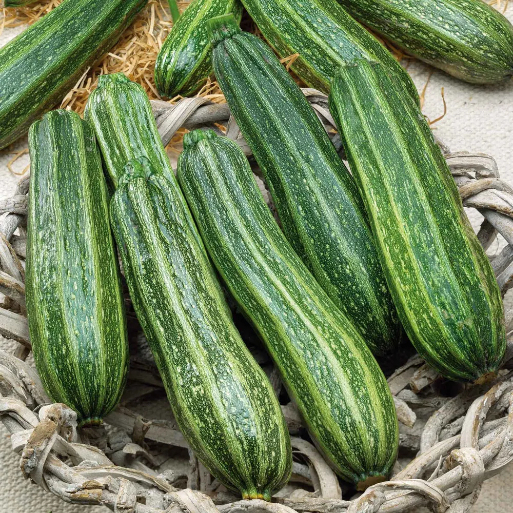 VEGSOW Cocozelle Summer Squash Seeds - Heirloom Variety for Home Gardens