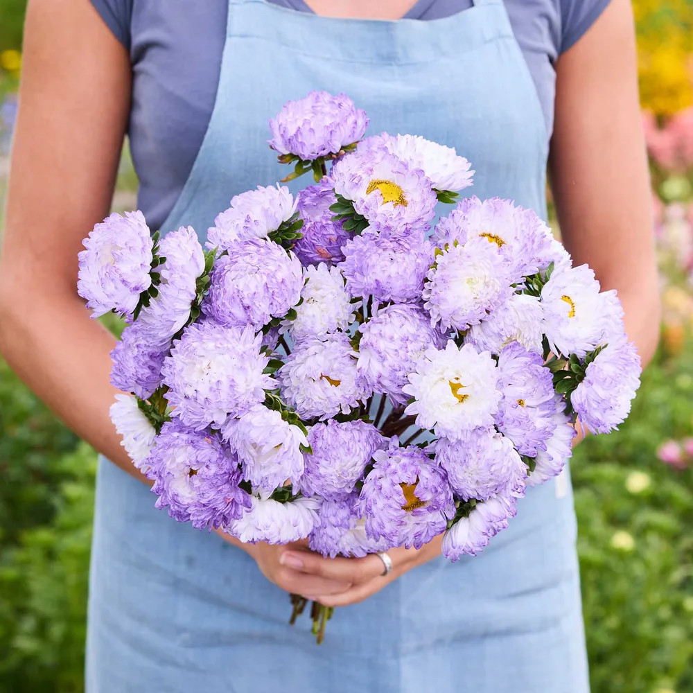 VEGSOW China Aster Seeds - Duchess Blue White