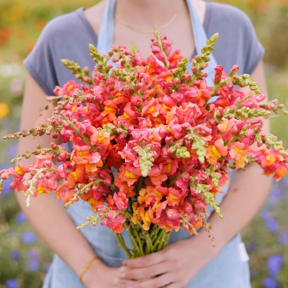 VEGSOW Rocket Bronze Snapdragon Seeds - Heirloom Flower Seeds for Garden