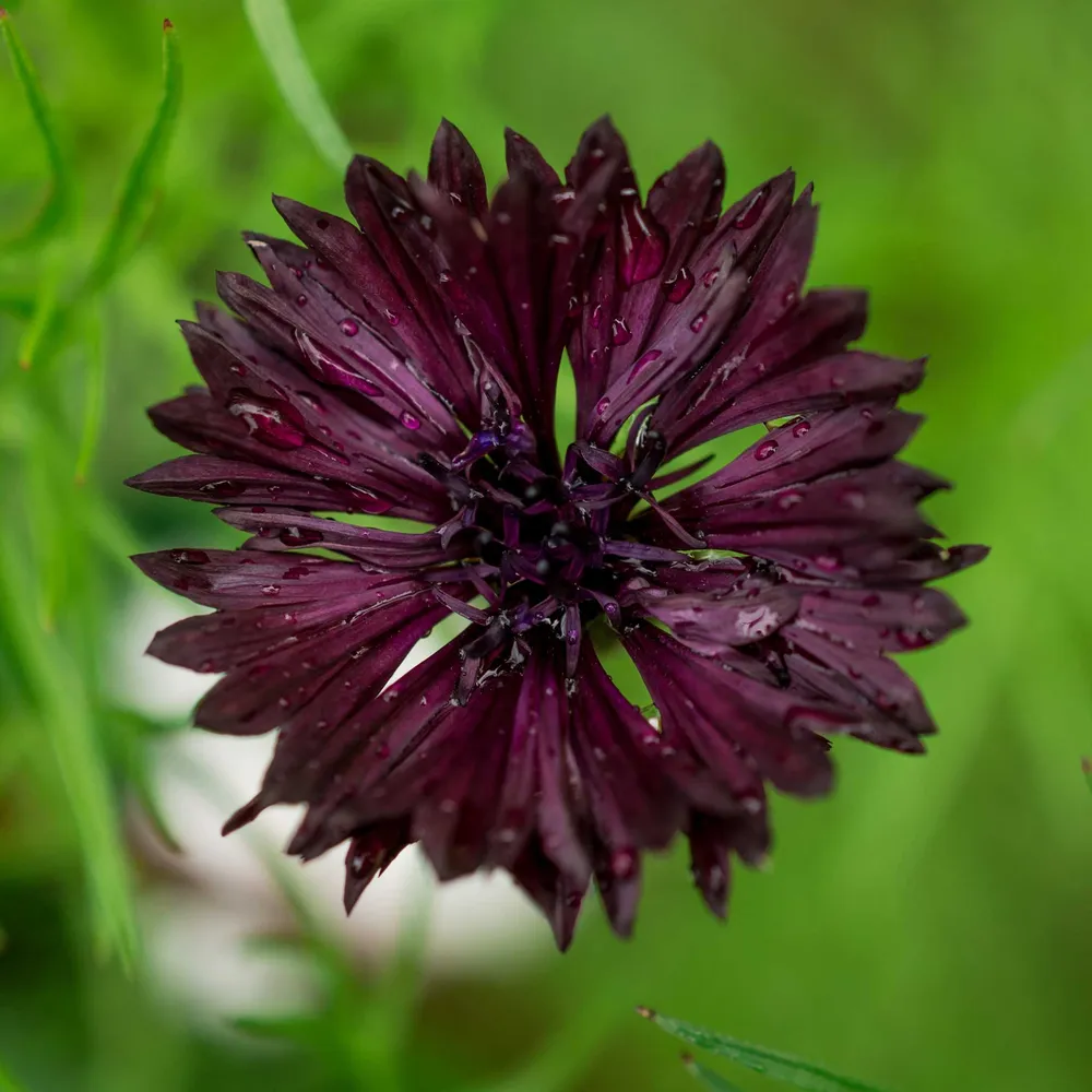 VEGSOW Cornflower Seeds - Almost Black Bachelor Button - Heirloom Flower Seeds