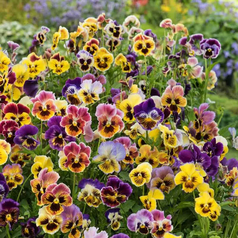 VEGSOW Rococo Mix Pansy Seeds - Ruffled Heirloom Flower Seeds