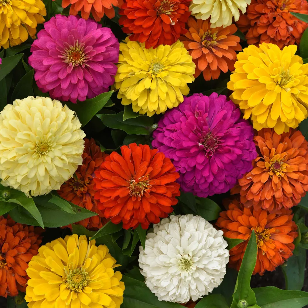 VEGSOW Zinnia Seeds - Elegant™ Full Mix
