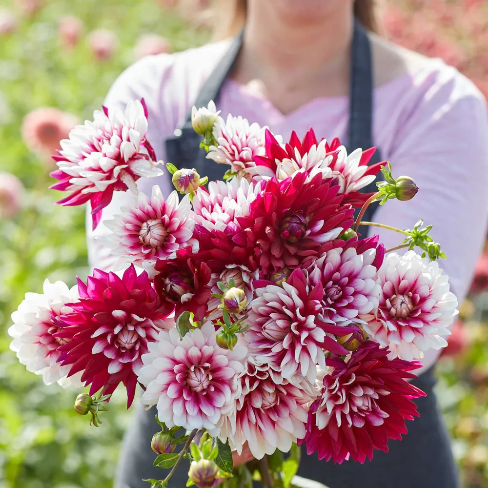 VEGSOW Decorative Dahlia Tubers - Rebecca's World