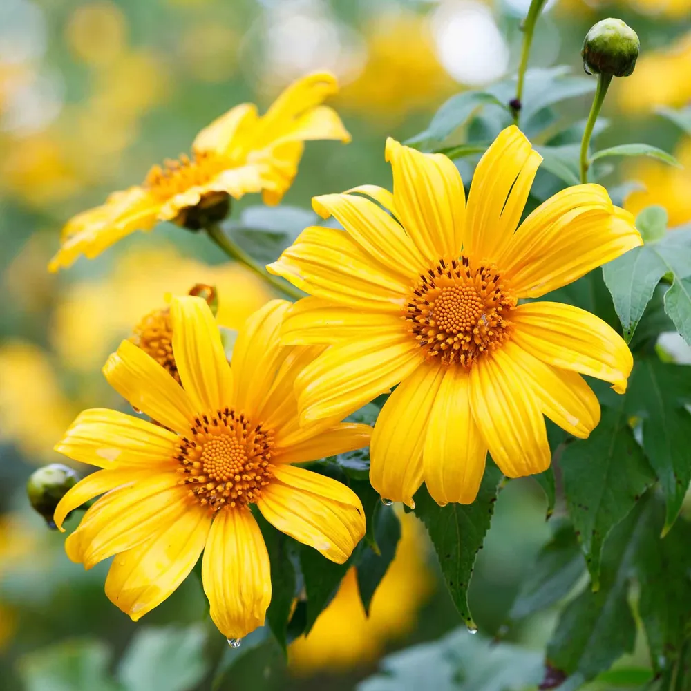 VEGSOW Mexican Sunflower Seeds - Yellow Torch (Tithonia Rotundifolia)