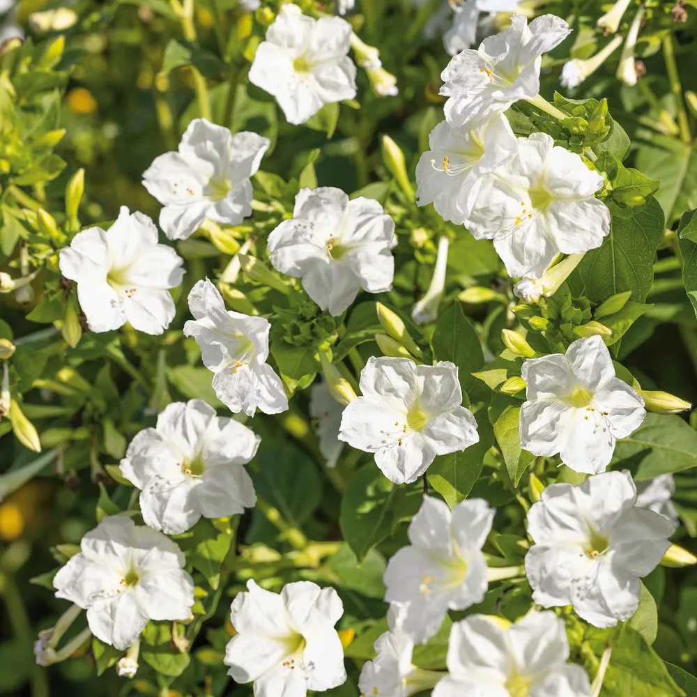 VEGSOW Four O'Clock Seeds - White Flowering Annual Garden Seeds