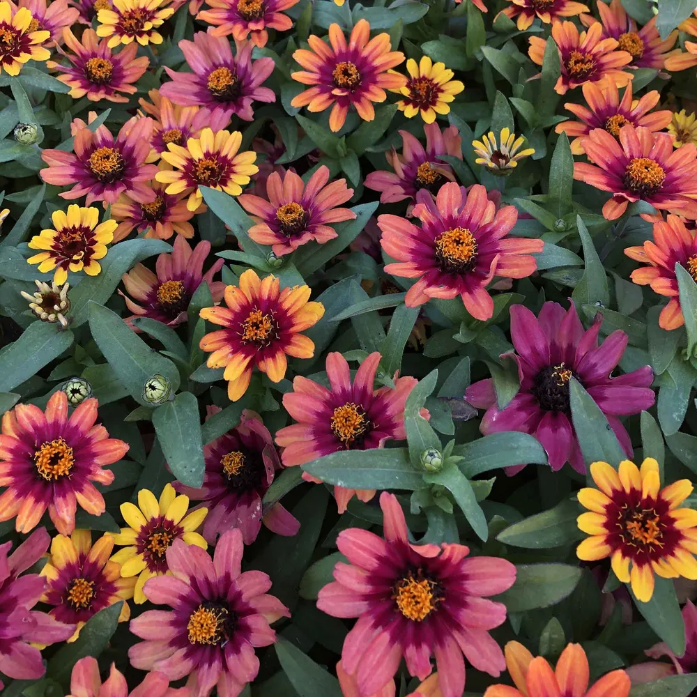 VEGSOW Profusion Red-Yellow Bicolor Zinnia Seeds - Heat-Tolerant Annual Flower Seeds