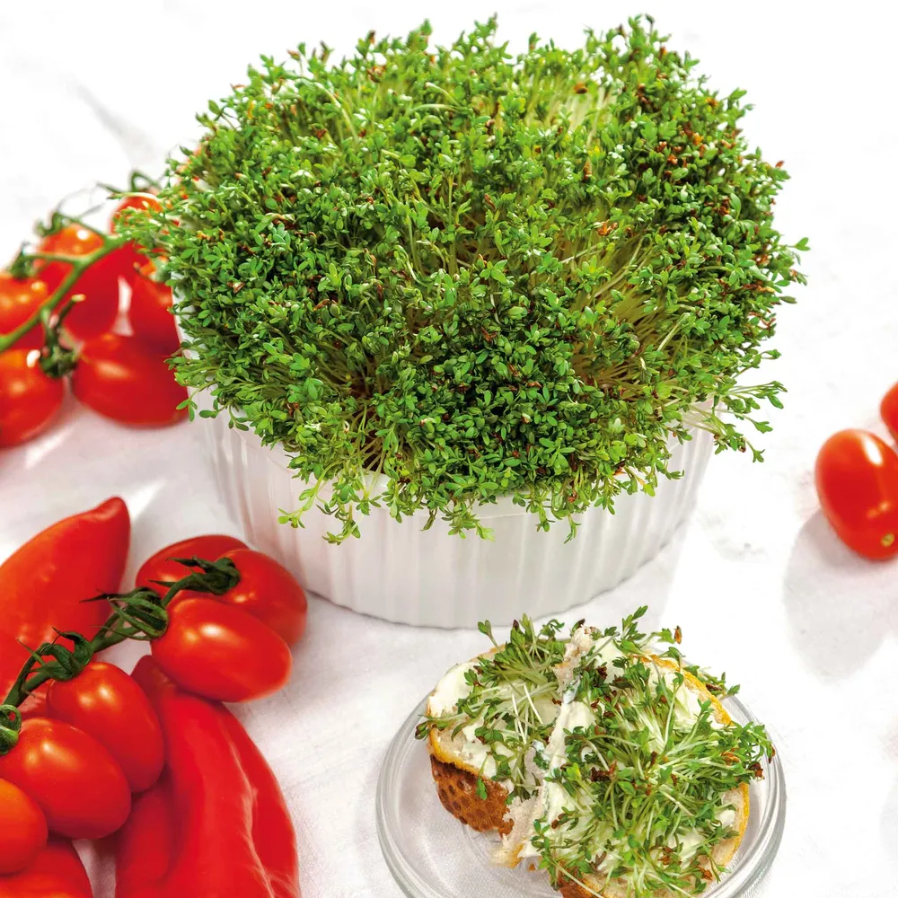 VEGSOW Curled Cress Seeds - Heirloom Variety for Microgreens and Salads