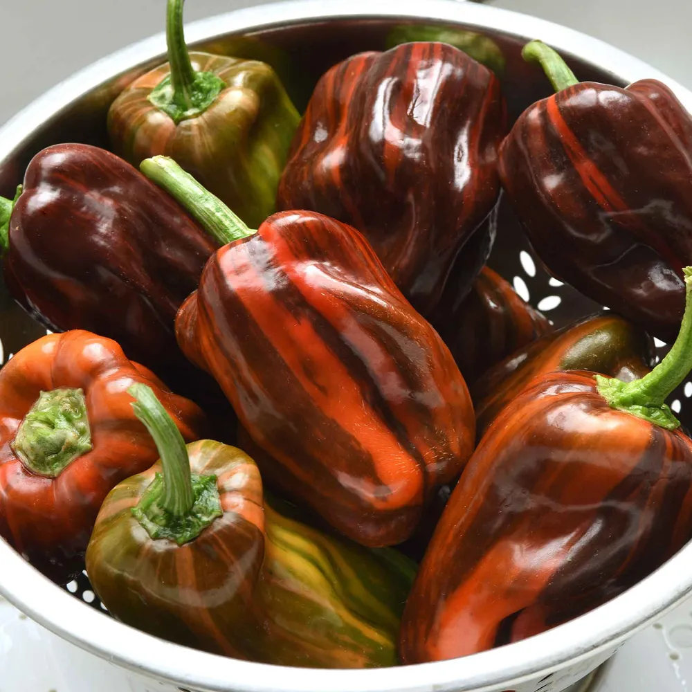 VEGSOW Candy Cane Chocolate Cherry Sweet Pepper Seeds