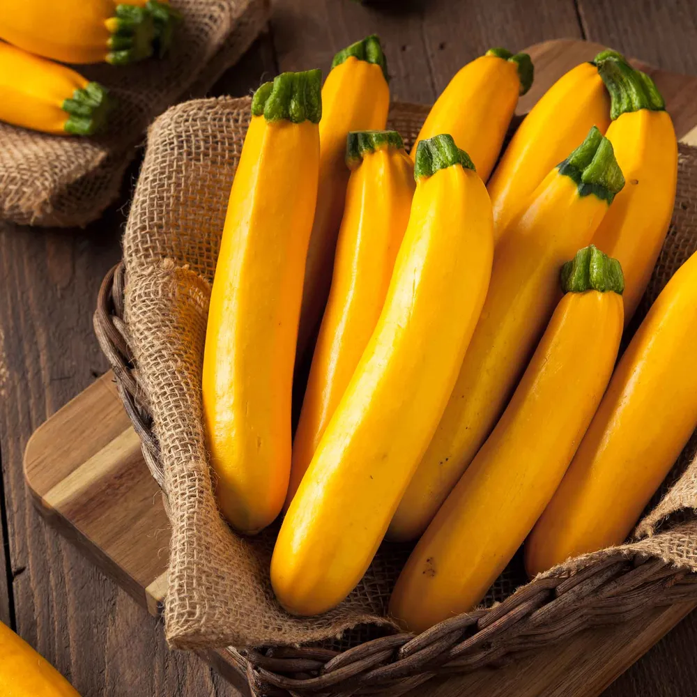 VEGSOW Organic Golden Zucchini Squash Seeds - Non-GMO Heirloom Vegetable Seeds