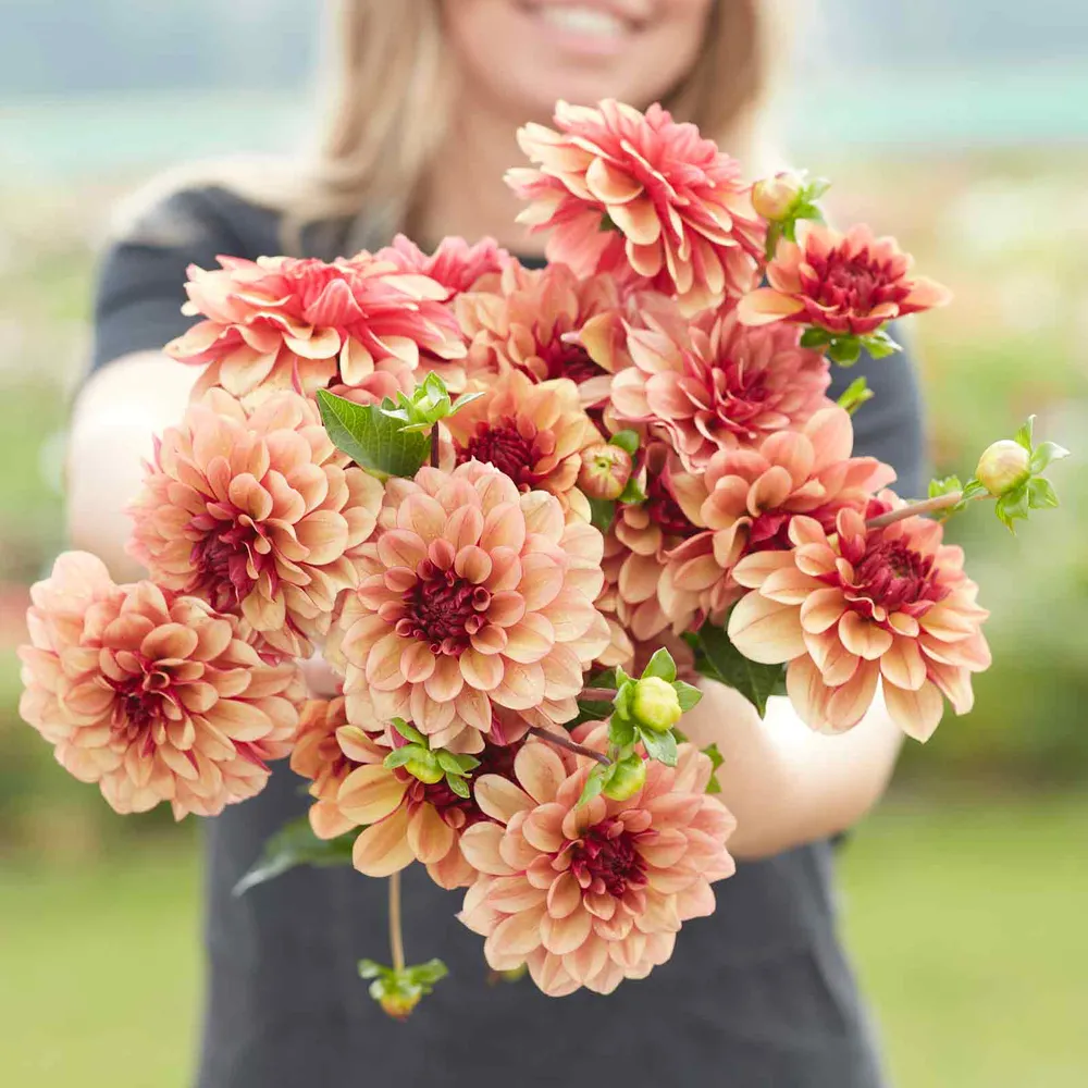 VEGSOW Decorative Dahlia Tubers - Creme de Cognac
