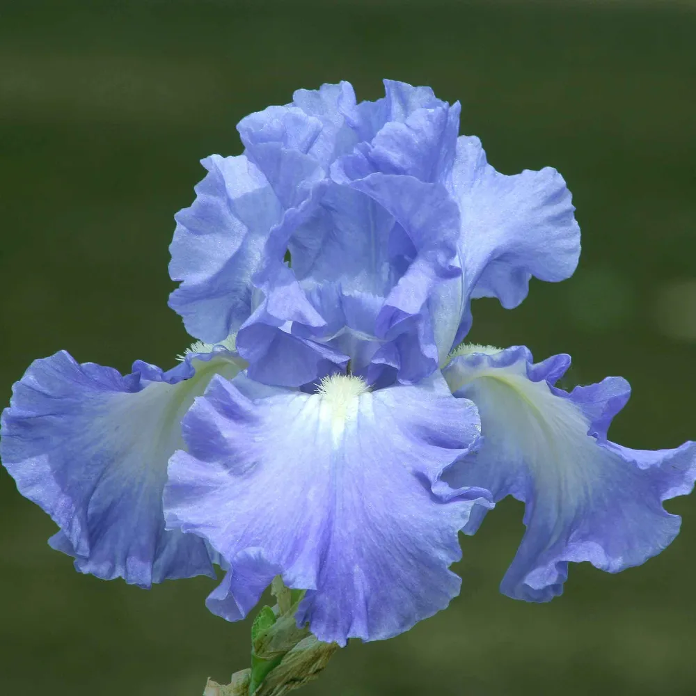 VEGSOW Victoria Falls Bearded Iris Bulbs - Perennial Flower Rhizomes
