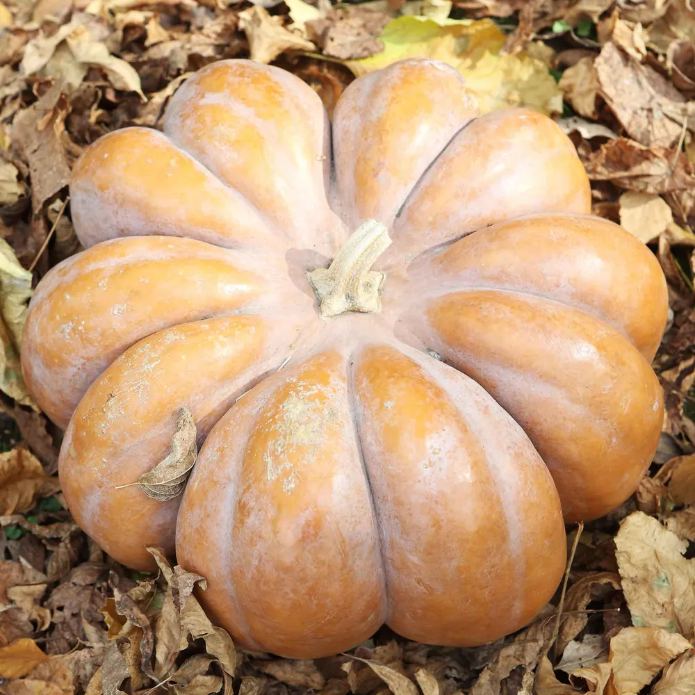 VEGSOW Fairytale Pumpkin Seeds - Heirloom Variety for Home Gardens