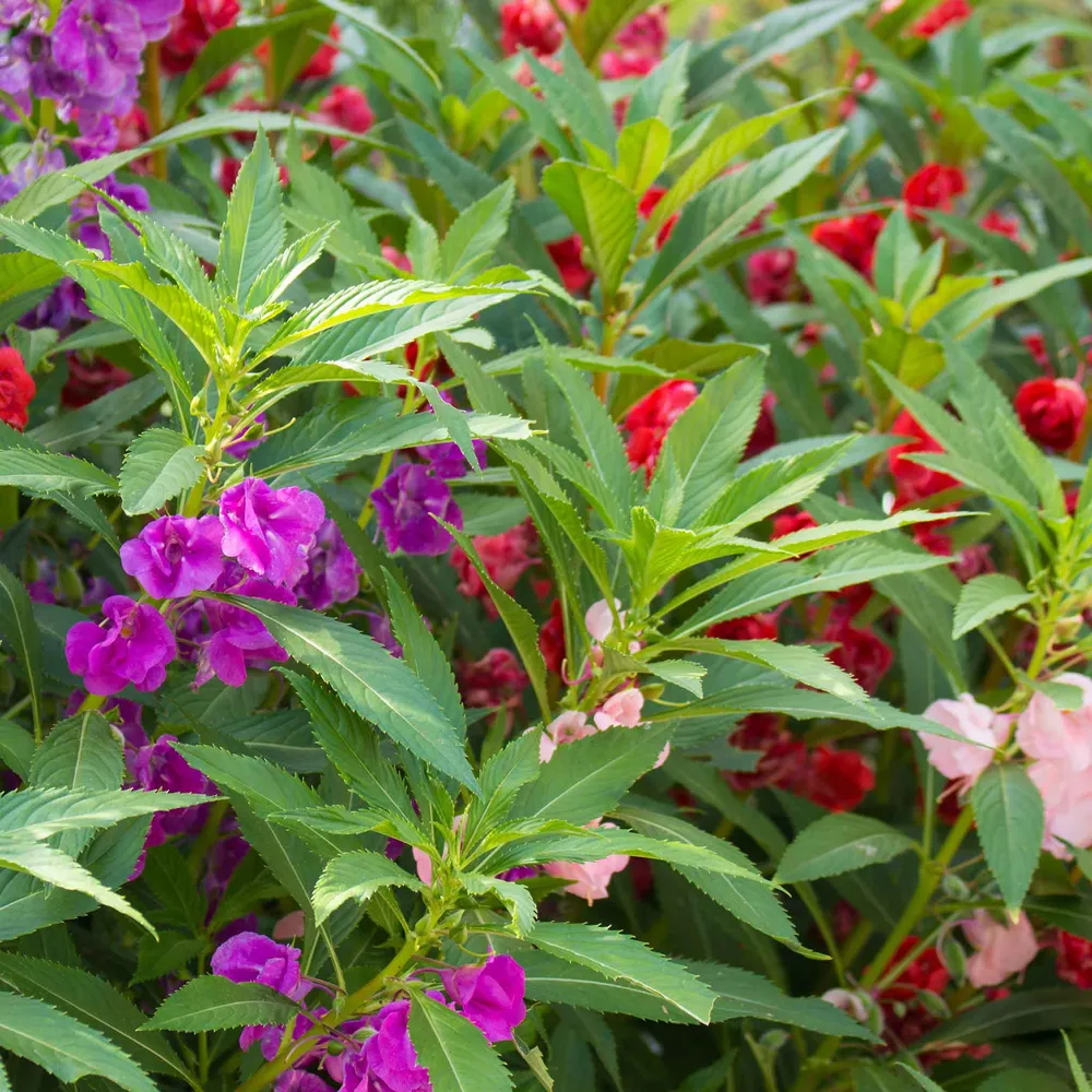 VEGSOW Balsam Seeds - Impatiens Balsamina Flower Seeds