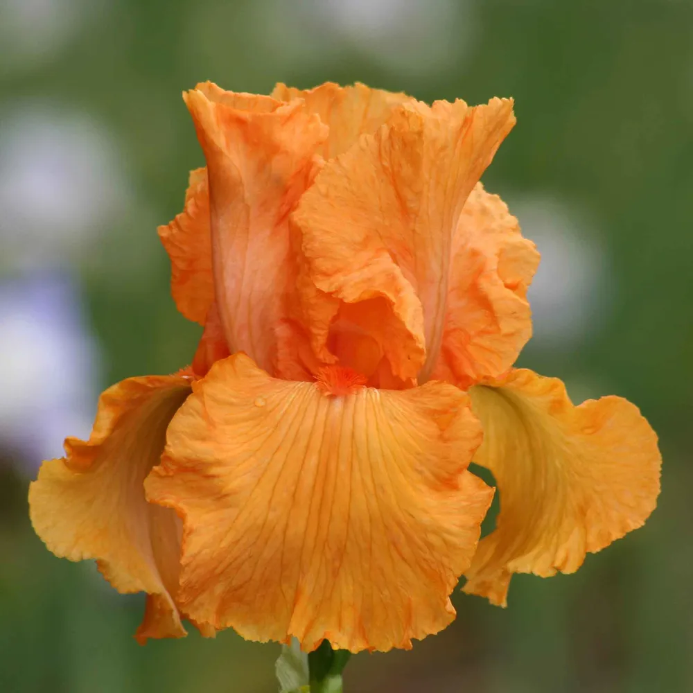 VEGSOW Bearded Iris Bulbs - Coup De Soleil