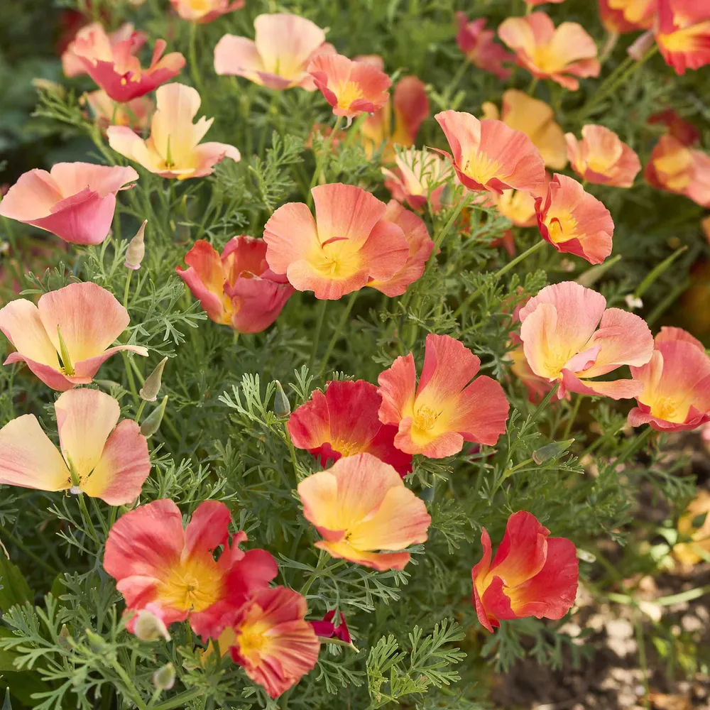 VEGSOW California Poppy Seeds - Thai Silk Strawberry Fields
