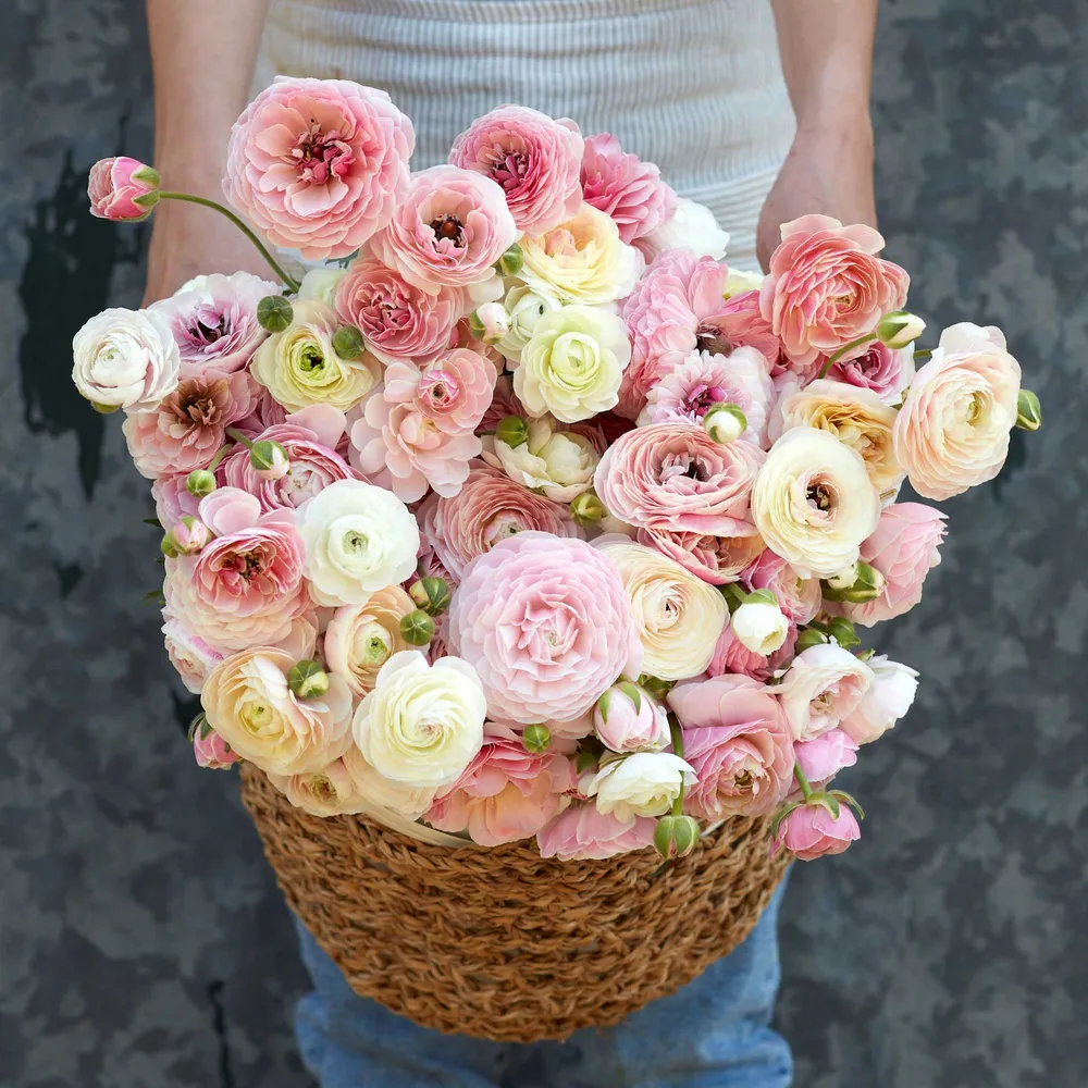VEGSOW Ranunculus Bulbs - Porcelaine