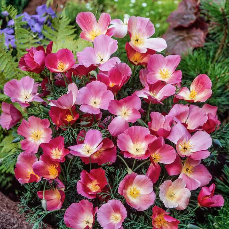VEGSOW California Poppy Seeds - Carmine King