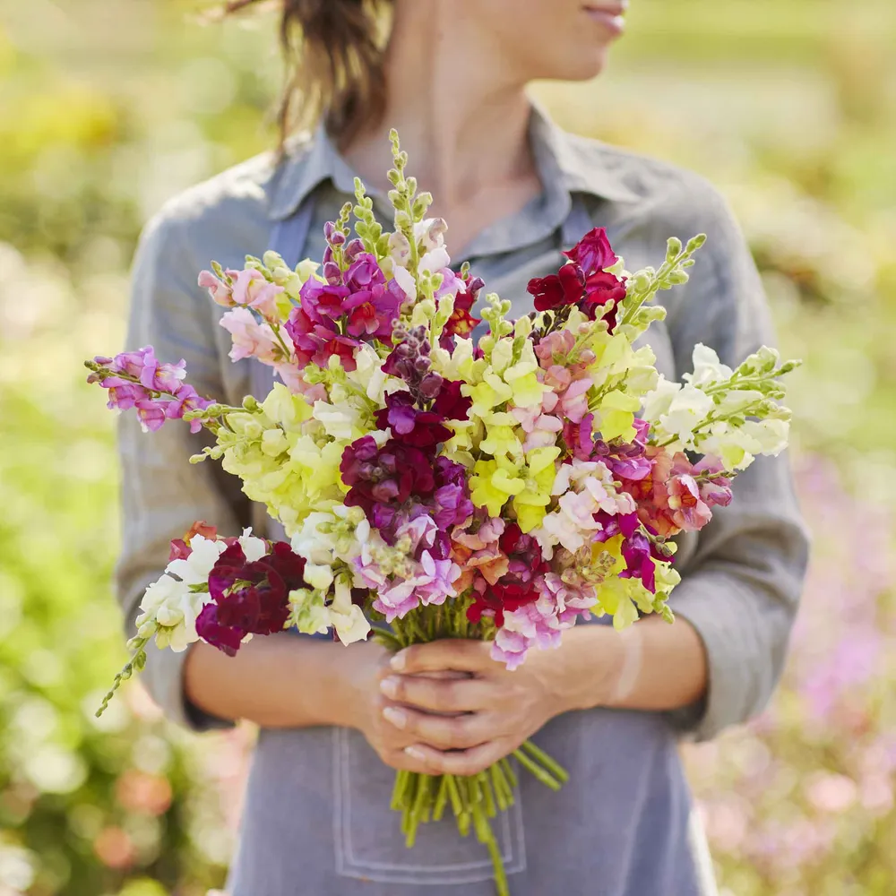 VEGSOW Snapdragon Seeds - Magic Carpet Mix, Dwarf Antirrhinum Flower Seeds
