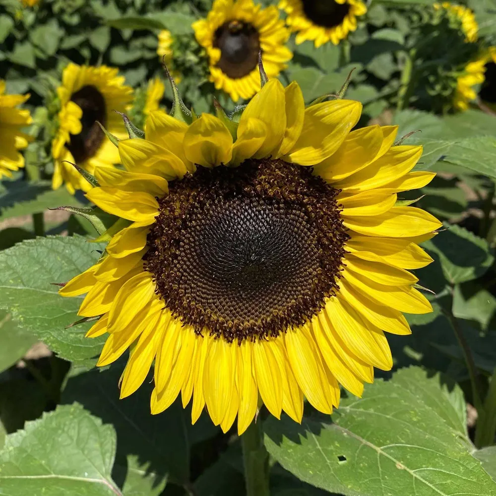 VEGSOW ProCut Lemon Sunflower Seeds - Large Seed Variety